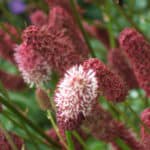 Portland Acupuncture Tips