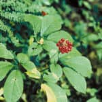 Common Chinese Herbs