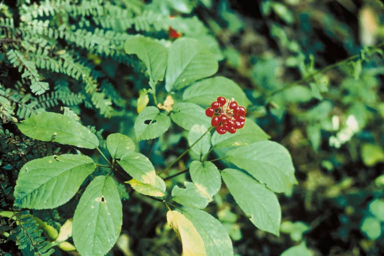 Common Chinese Herbs