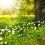Spring Transitions and Acupuncture