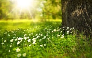 Spring transitions and acupuncture